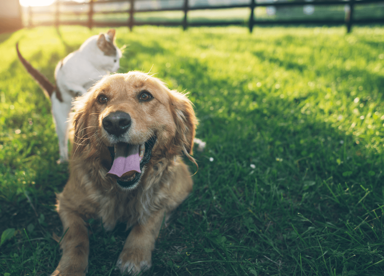 Kedi ve Köpeklerimize Yaz Sıcağında Nasıl Bakmalıyız